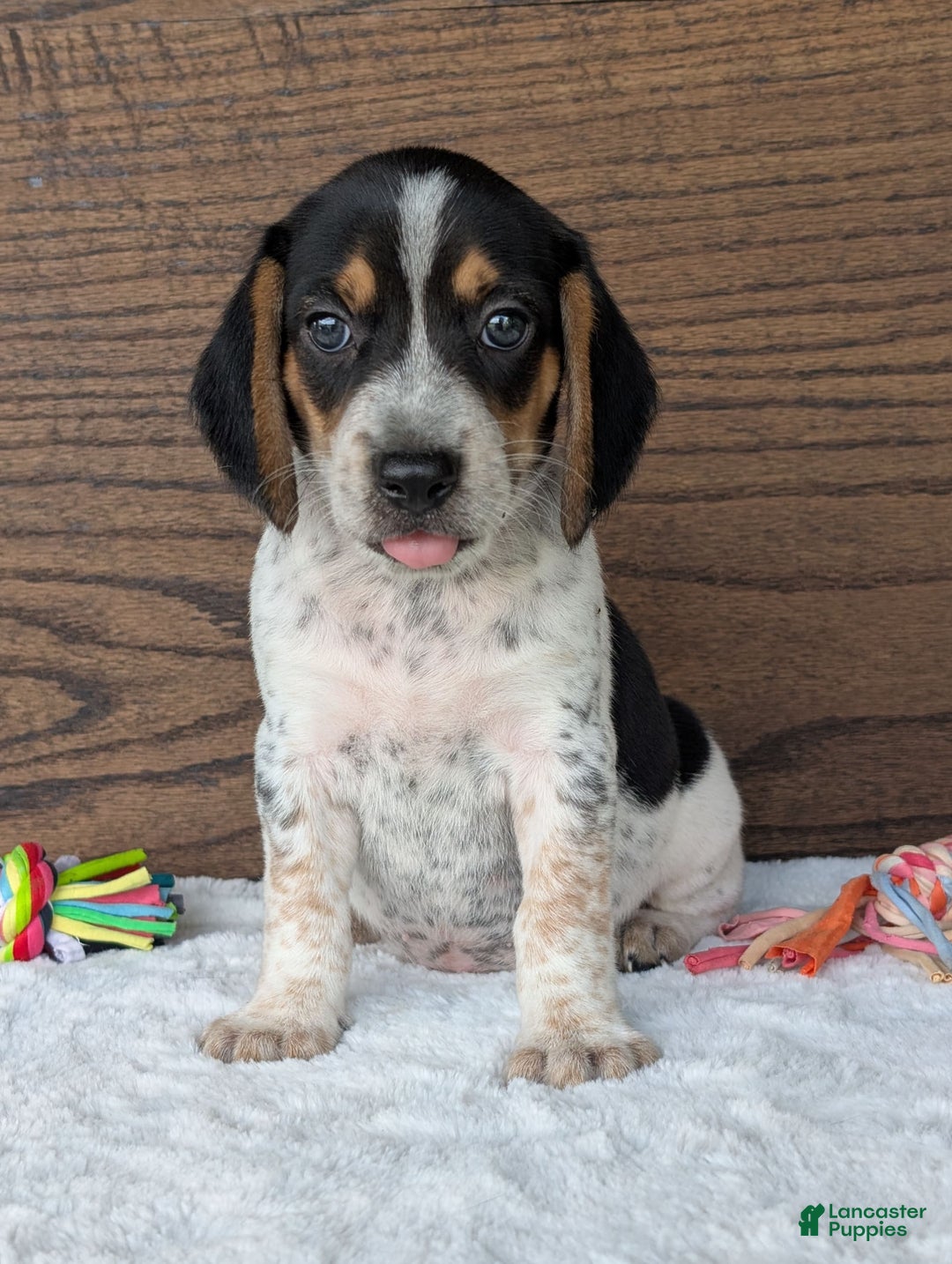 Beagle dogs for sale: Riley - Image 3