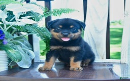 Rottweiler dogs for sale: Parker - Image 3