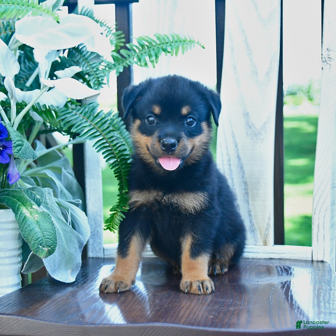 Rottweiler dogs for sale: Parker - Image 3