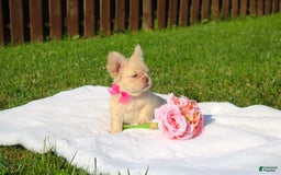 French Bulldog dogs for sale: Snow - Image 1