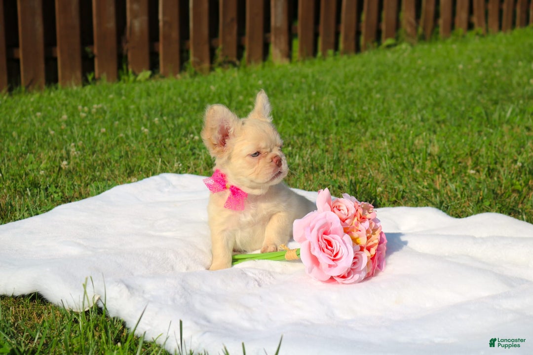 French Bulldog dogs for sale: Snow - Image 1