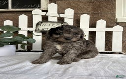 Miniature Poodle dogs for sale: Ellie - Image 5