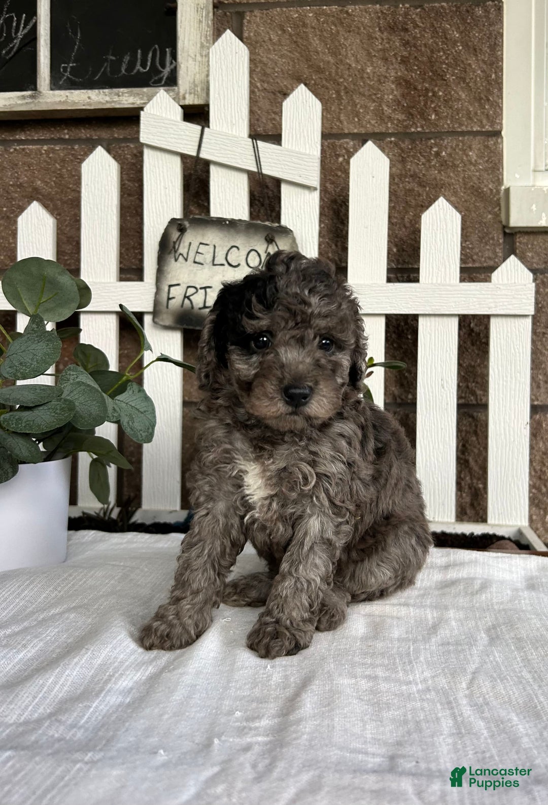 Miniature Poodle dogs for sale: Ellie - Image 5