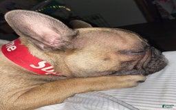 French Bulldog dogs for sale: Kitana - Image 8