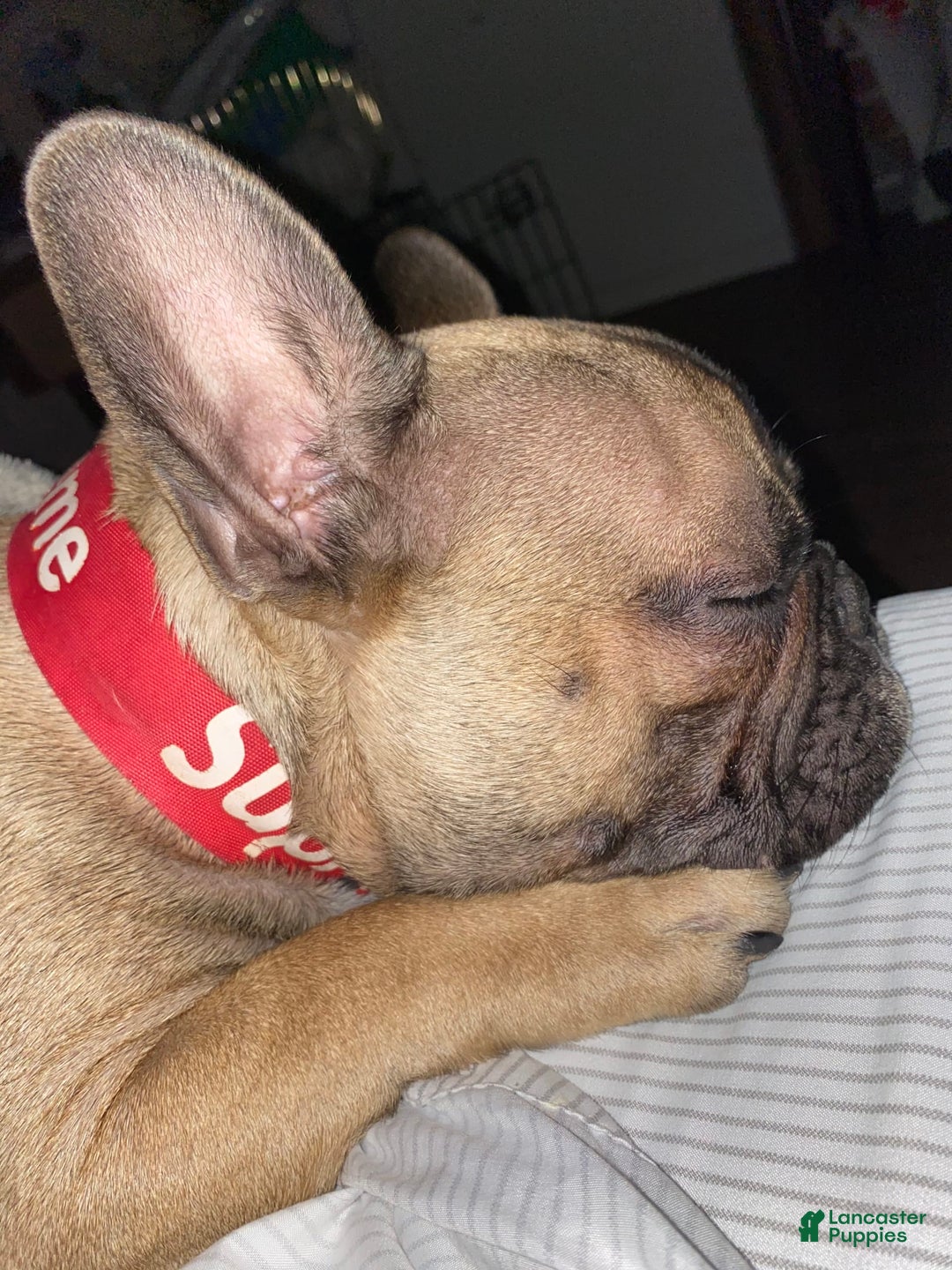 French Bulldog dogs for sale: Kitana - Image 8