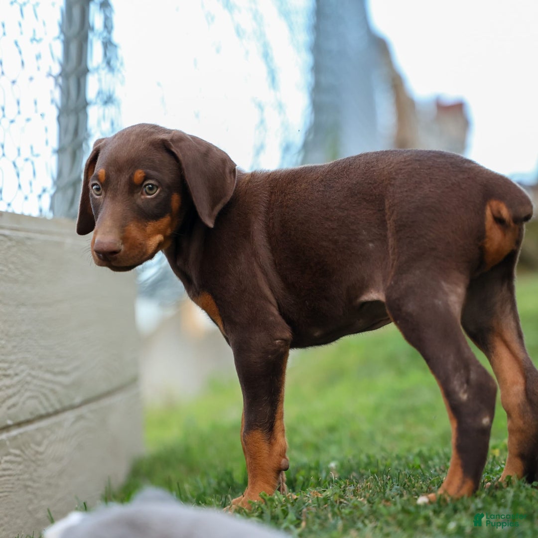 Doberman Pinscher dogs for sale: Dusty - Image 14