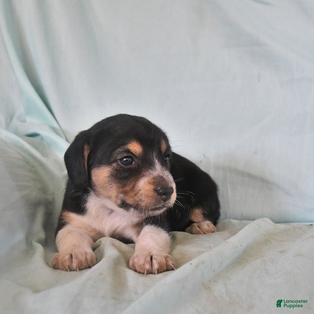 Australian Shepherd dogs for sale: Bella - Image 8