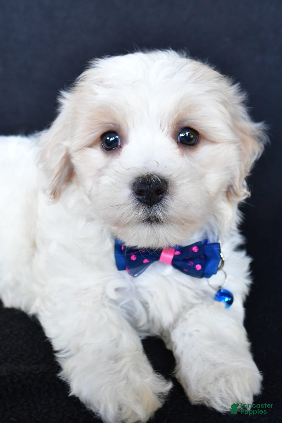 Maltipoo dogs for sale: Bingo - Image 7