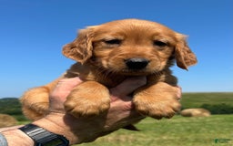 Golden Retriever dogs for sale: Meadow - Image 12