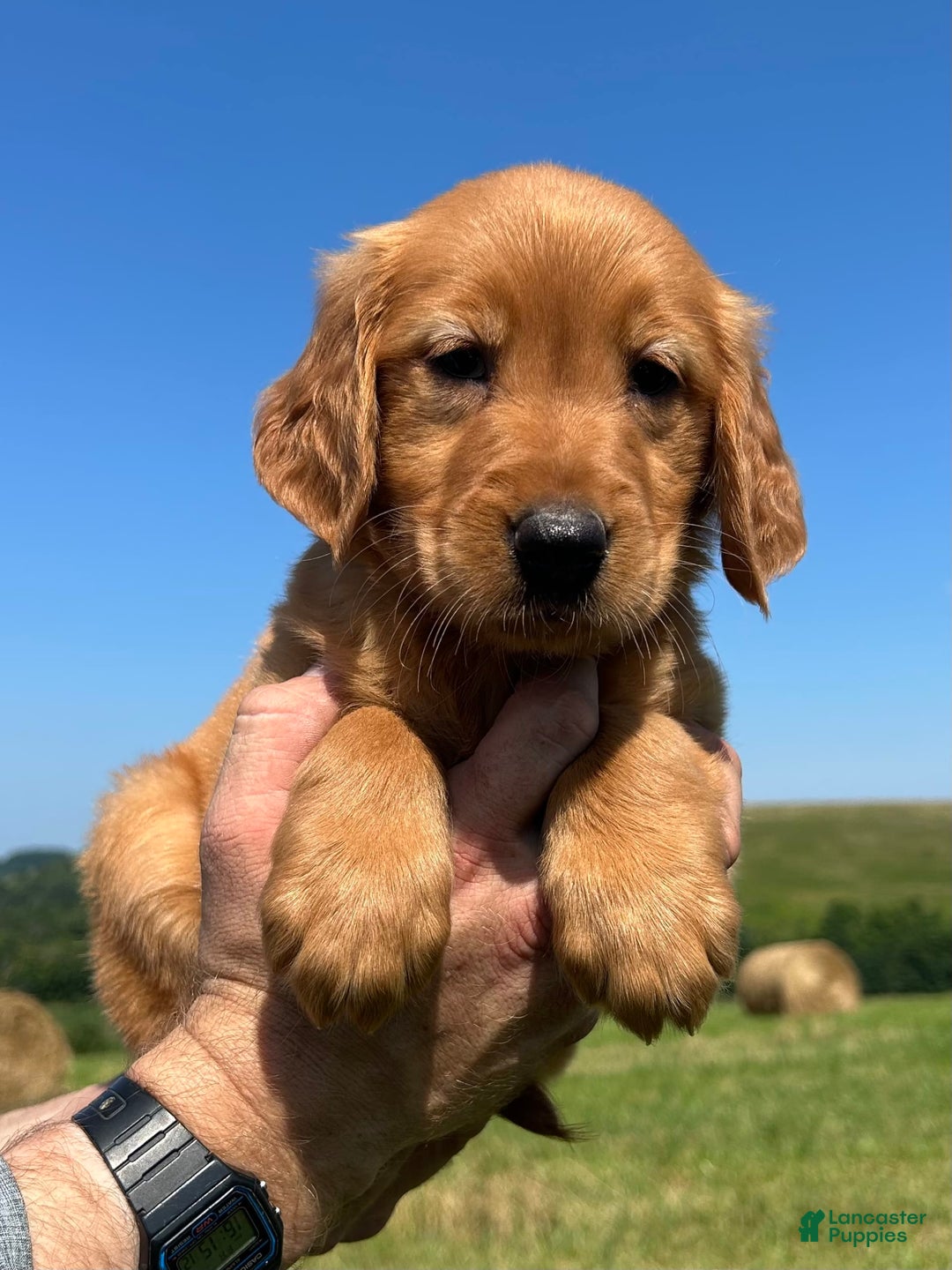 Golden Retriever dogs for sale: Meadow - Image 12