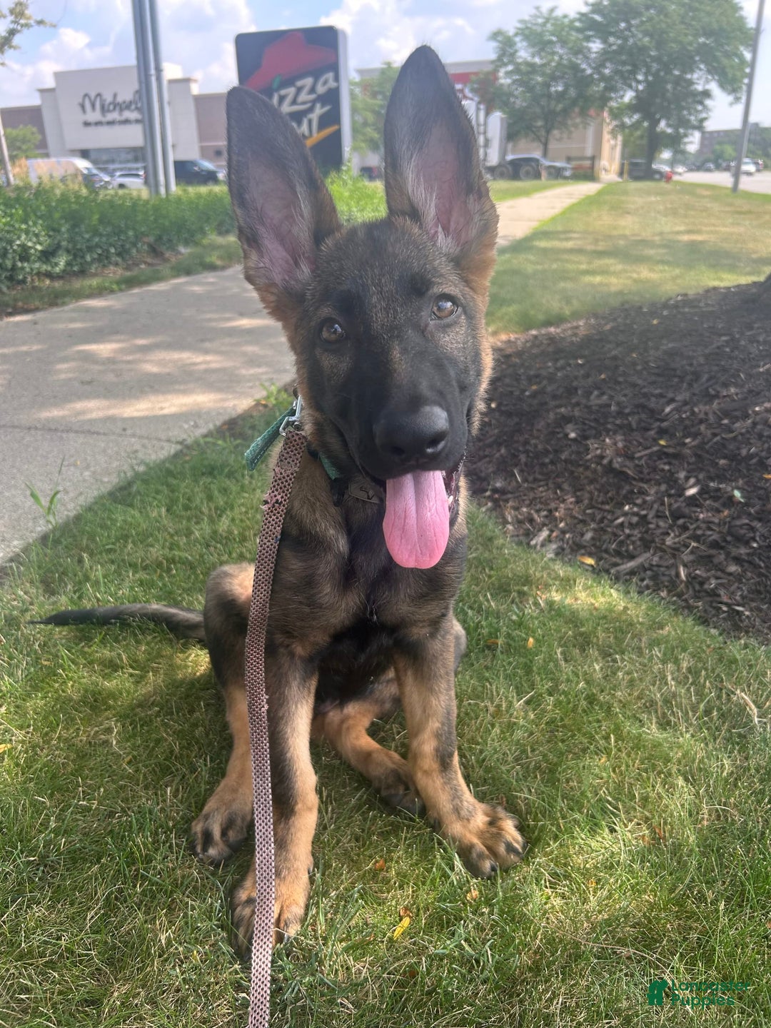 German Shepherd dogs for sale: Mochi - Image 1