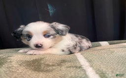 Australian Shepherd dogs for sale: Malibu - Image 2