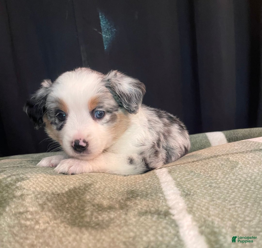 Australian Shepherd dogs for sale: Malibu - Image 2