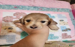 Miniature Dachshund dogs for sale: Chase - Image 11