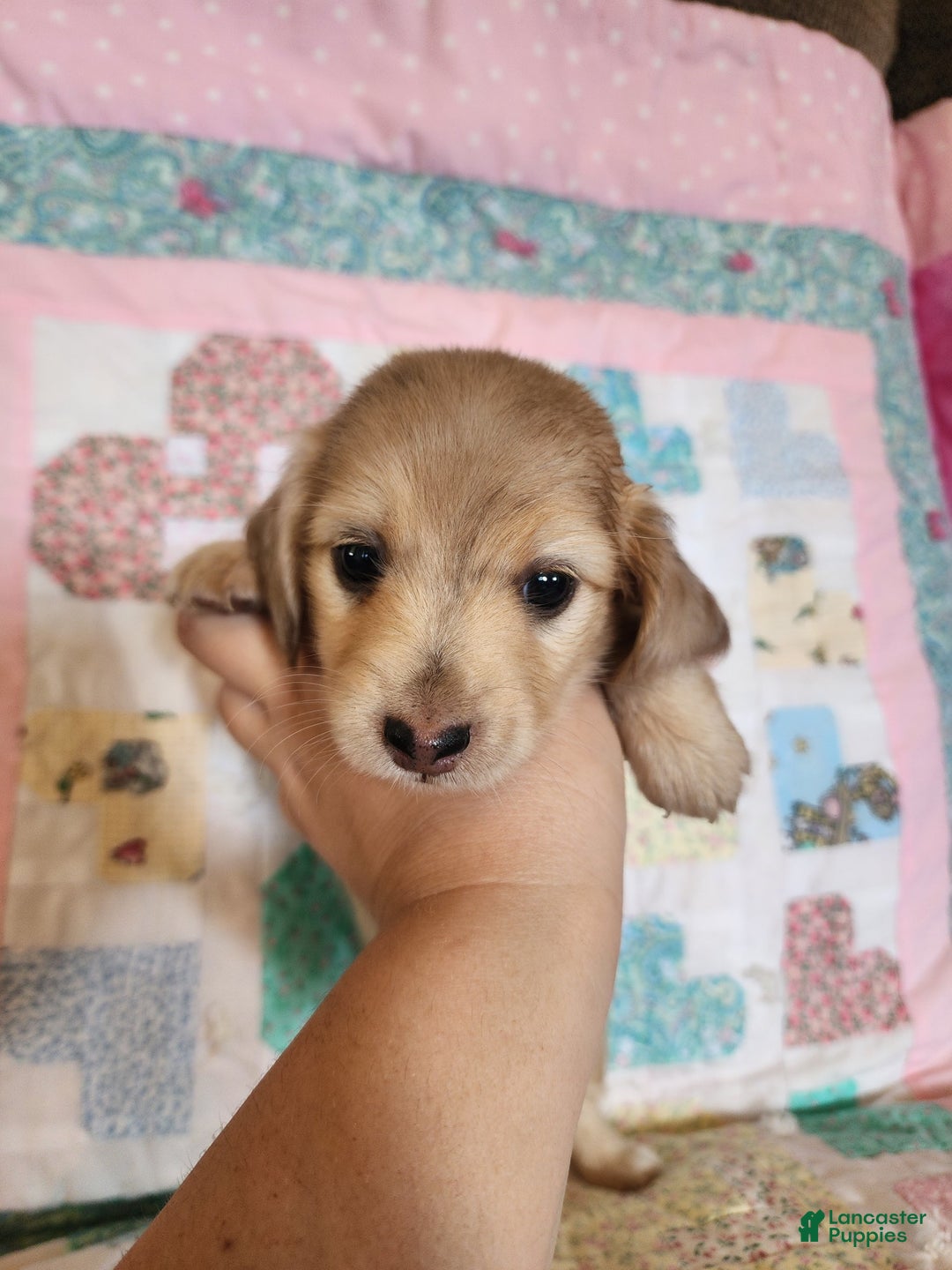 Miniature Dachshund dogs for sale: Chase - Image 11