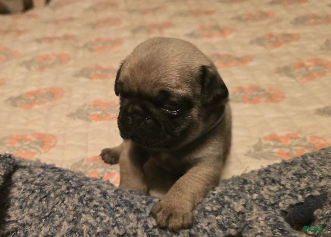 Pug dogs for sale: Dwight - Image 17