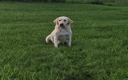 Labrador Retriever dogs for sale: Bell - Image 10