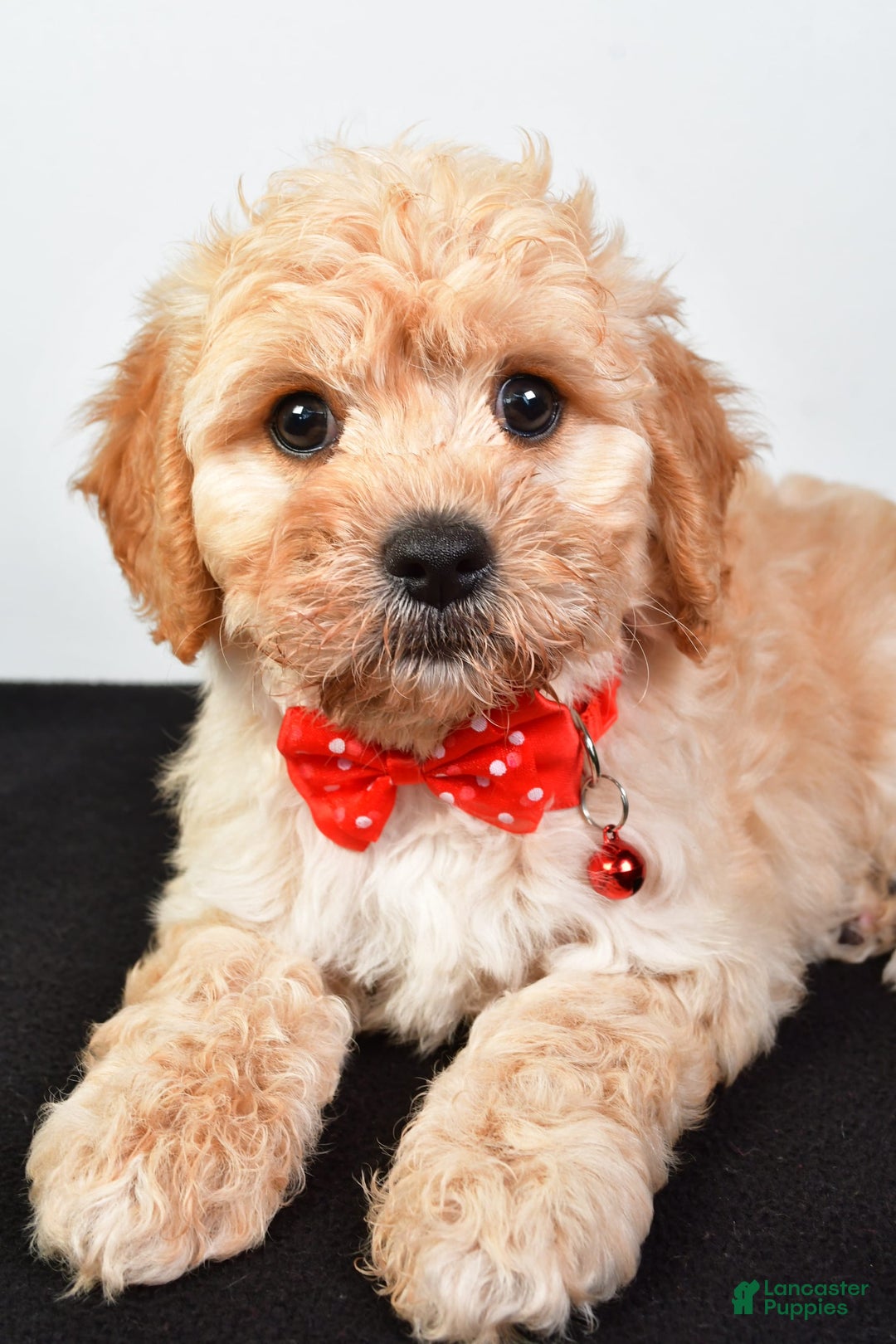 Cavachon dogs for sale: Donald - Image 6