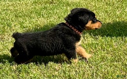 Rottweiler dogs for sale: Red Collar - Image 2