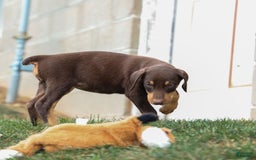 Doberman Pinscher dogs for sale: Dixie - Image 5