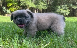 French Bulldog dogs for sale: CHEWIE - Image 8