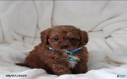 Cavapoo dogs for sale: Mason - Image 1