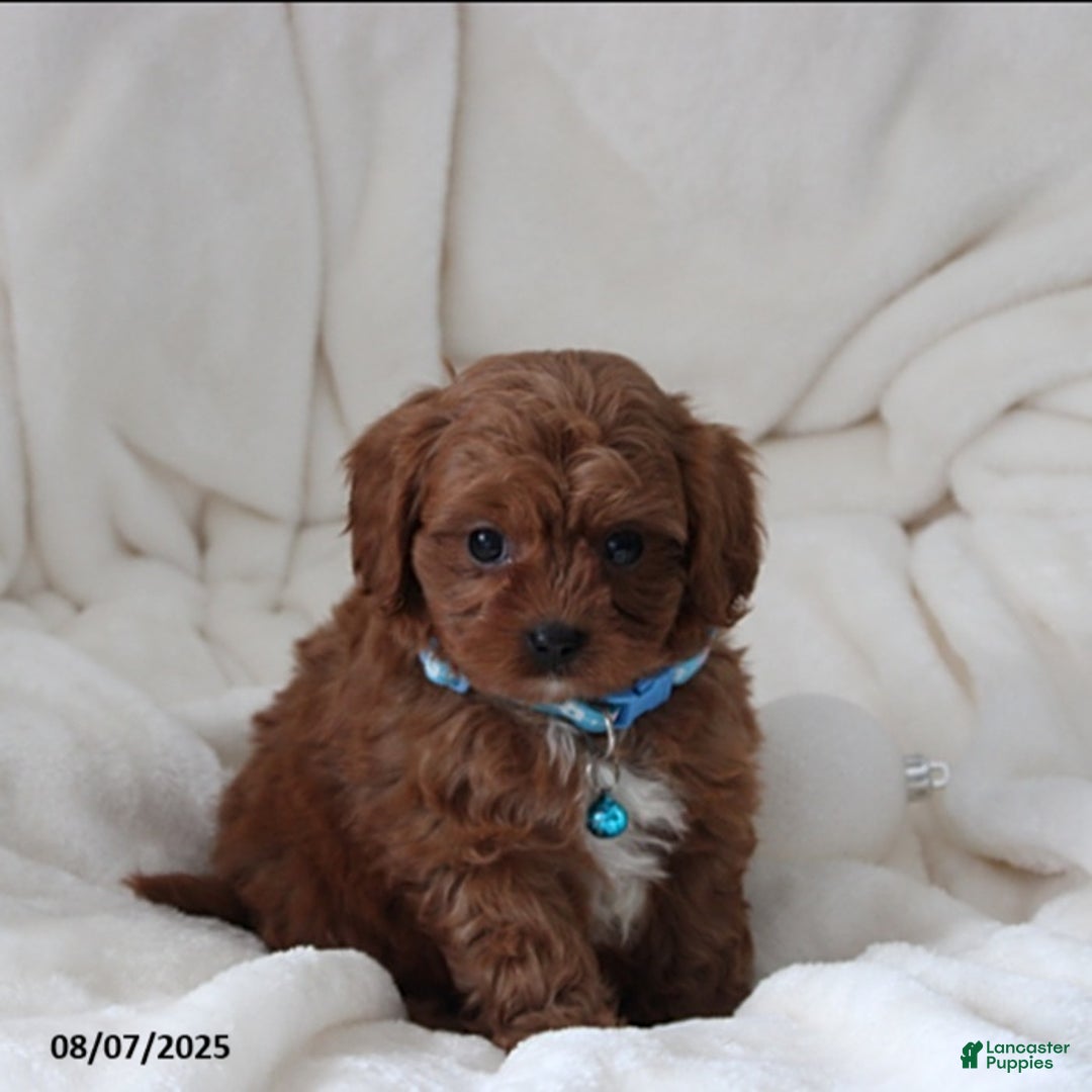 Cavapoo dogs for sale: Mason - Image 1