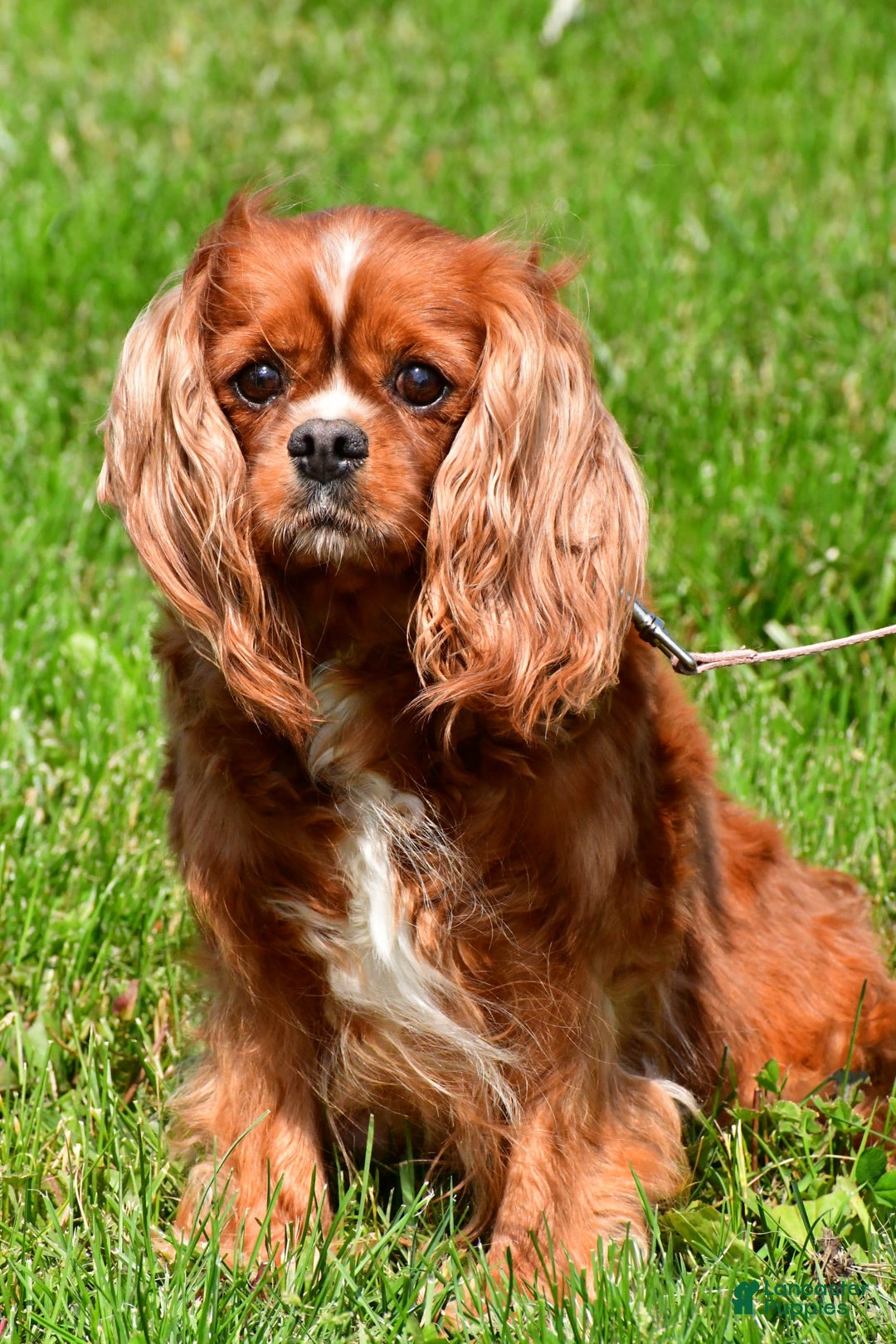Cavapoo dogs for sale: Davy - Image 8