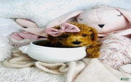 Toy Poodle dogs for sale: Christy Lynn - Image 2