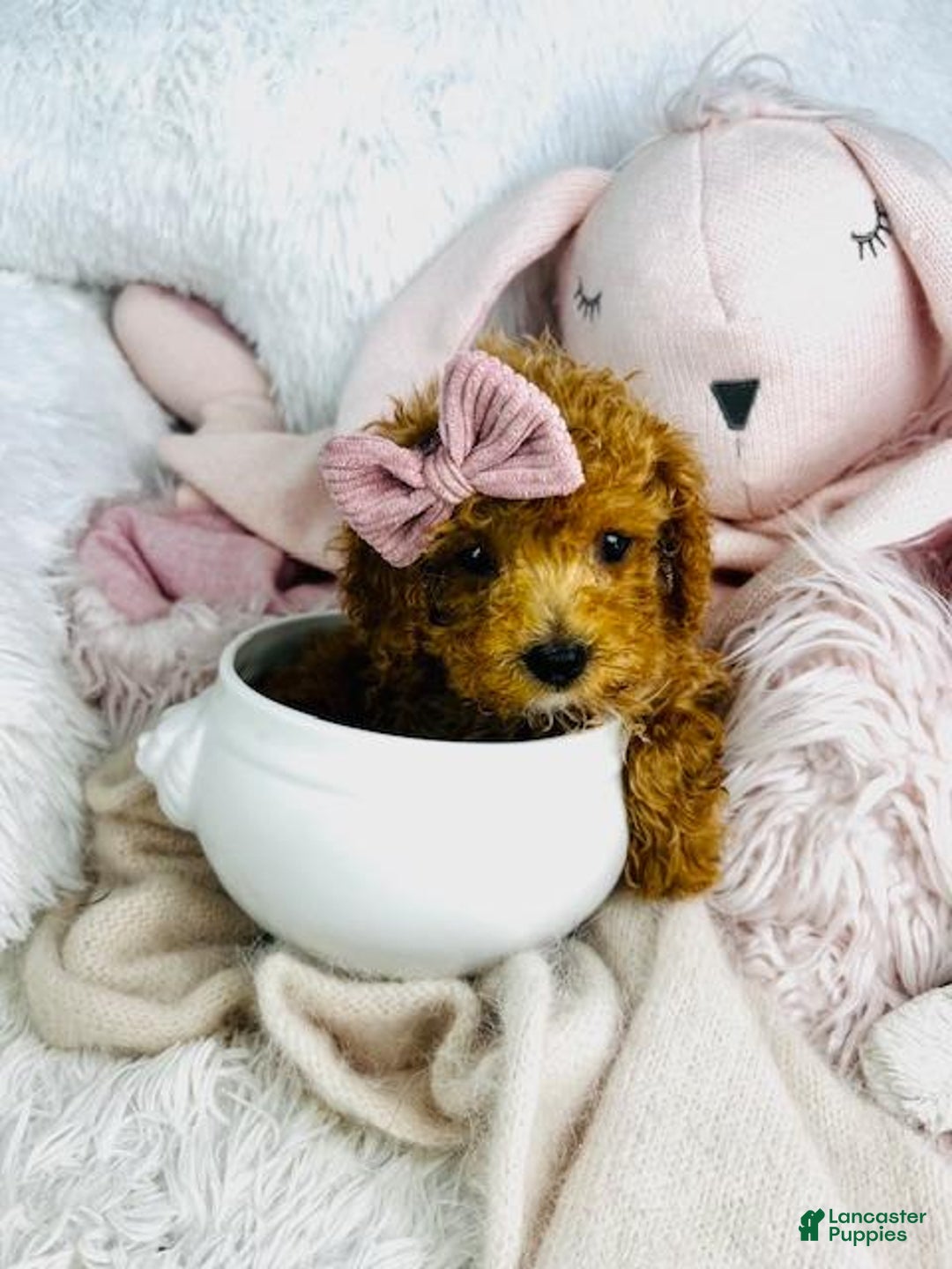 Toy Poodle dogs for sale: Christy Lynn - Image 2