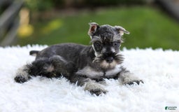 Miniature Schnauzer dogs for sale: Asher - Image 12