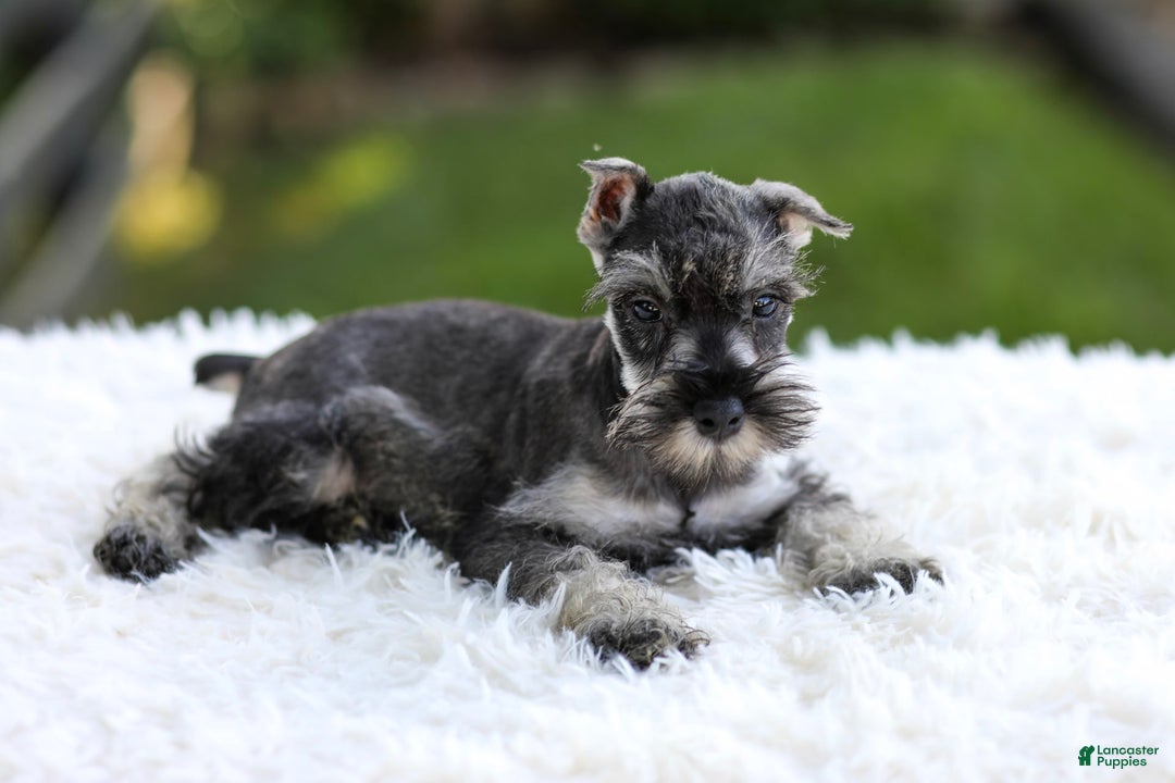 Miniature Schnauzer dogs for sale: Asher - Image 12