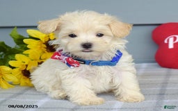 Maltipoo dogs for sale: Mason - Image 6