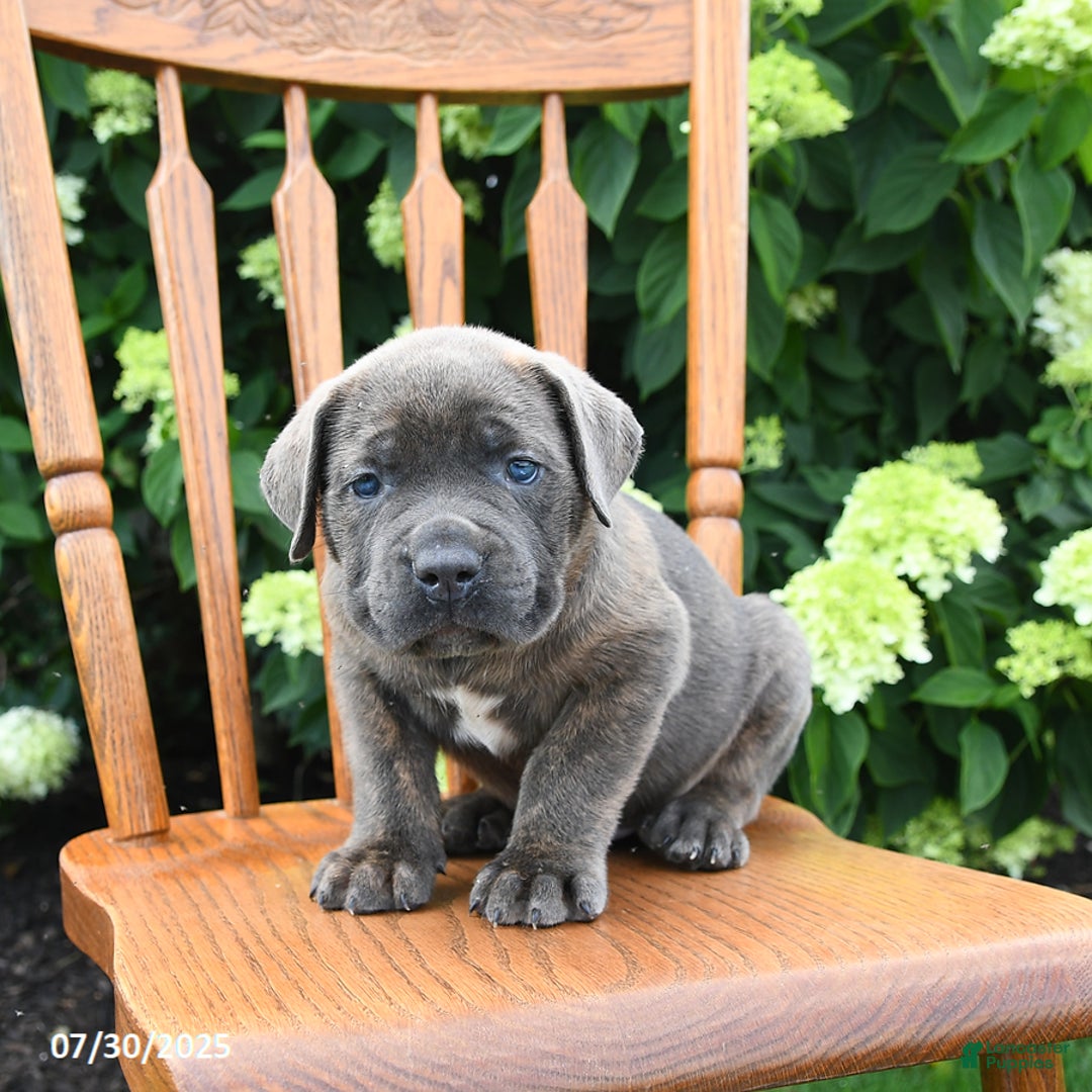 Cane Corso dogs for sale: Sierra - Image 1