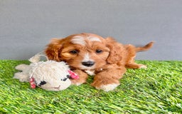 Cavapoo dogs for sale: Winston - Image 3