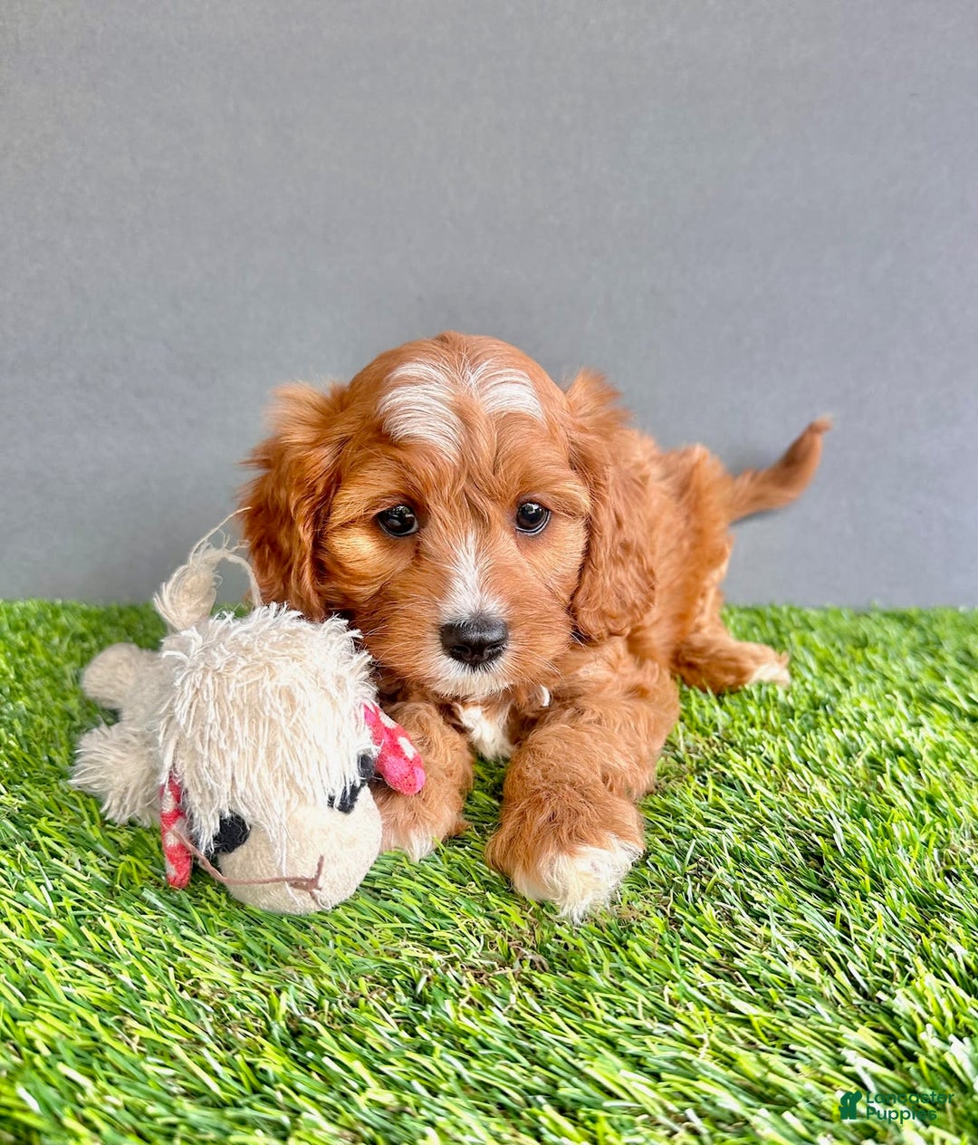 Cavapoo dogs for sale: Winston - Image 3