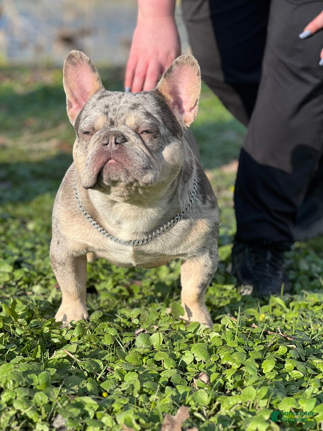 French Bulldog dogs for sale: Bumpy Johnson - Image 3