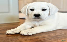 Labrador Retriever dogs for sale: Olivia - Image 5
