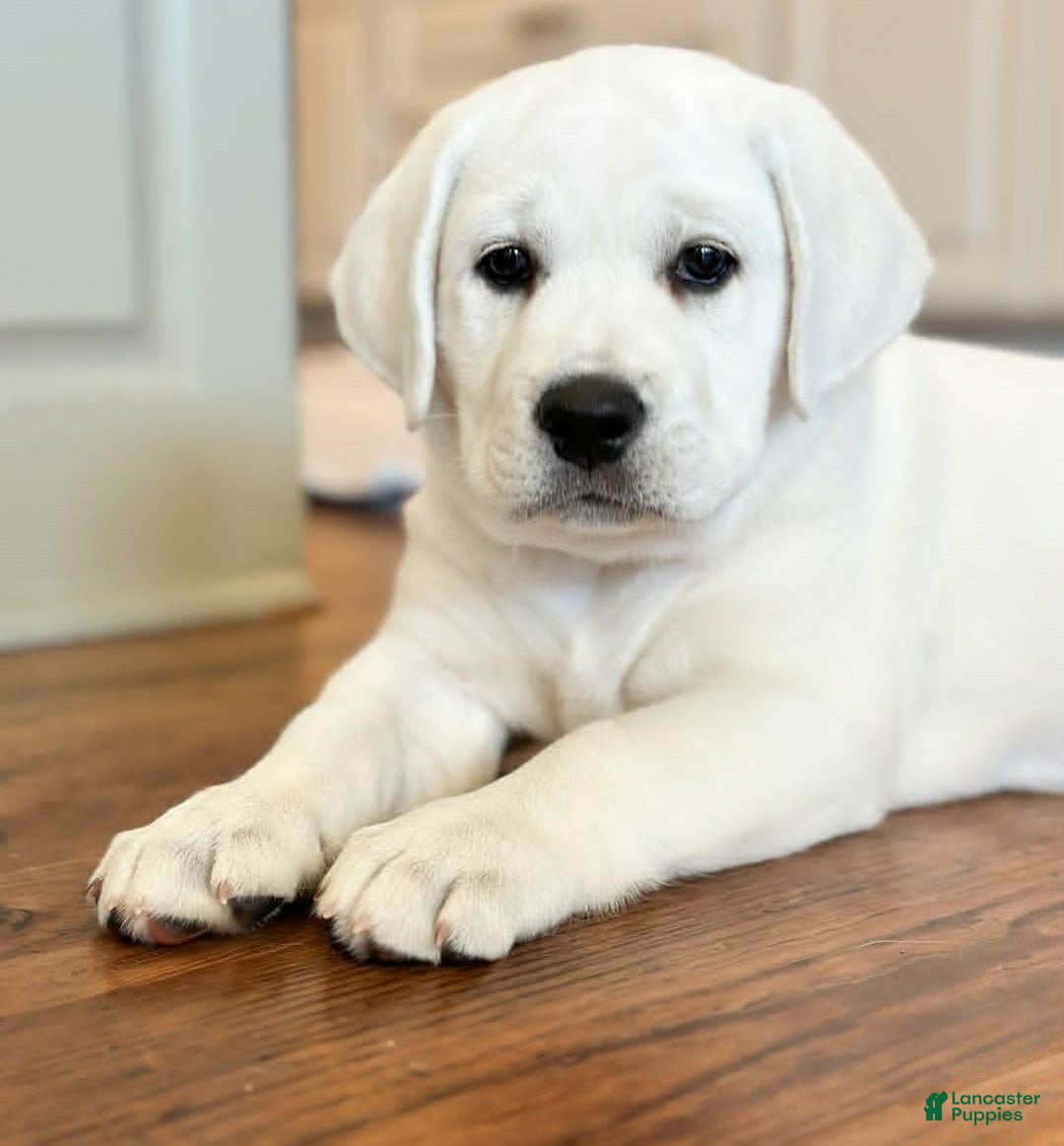 Labrador Retriever dogs for sale: Olivia - Image 5