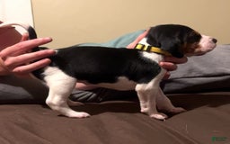 Walker Hound dogs for sale: Yellow - Image 3