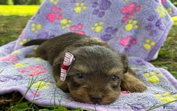 Yorkiepoo dogs for sale: Journey - Image 4