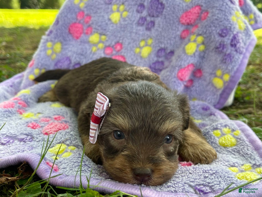Yorkiepoo dogs for sale: Journey - Image 4