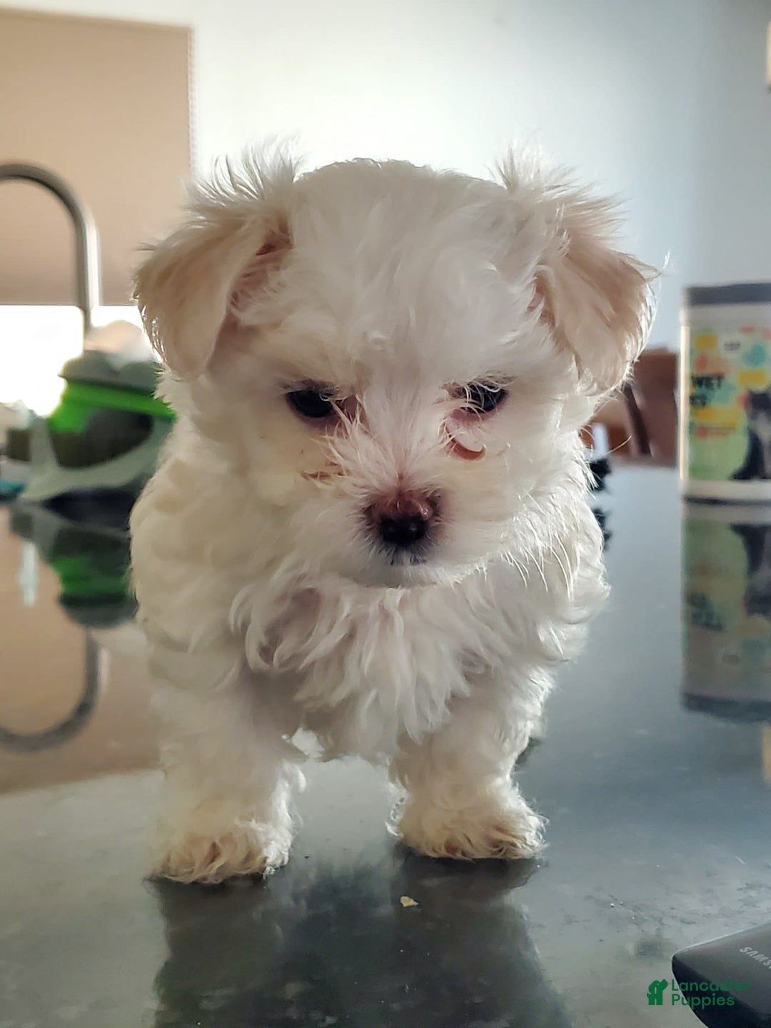 Maltese dogs for sale: Papaya - Image 1