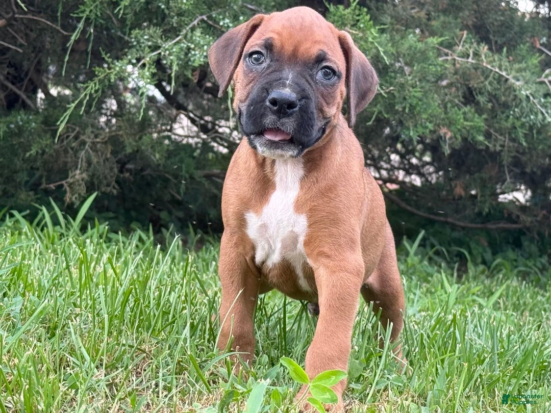 Boxer dogs for sale: Leroy - Image 2