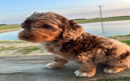 Labradoodle dogs for sale: Multigenerational Coco - Image 2