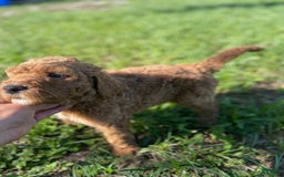 Goldendoodle dogs for sale: Red Collar - Image 2