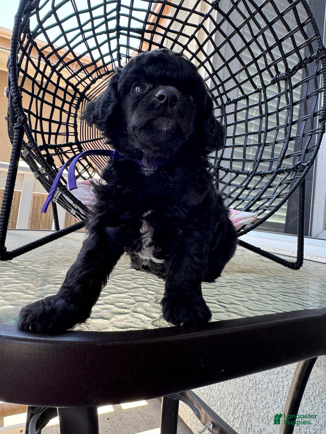 Miniature Poodle dogs for sale: Black Widow - Image 3