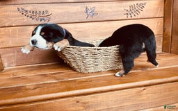 Greater Swiss Mountain Dog dogs for sale: Miss Purple - Image 4