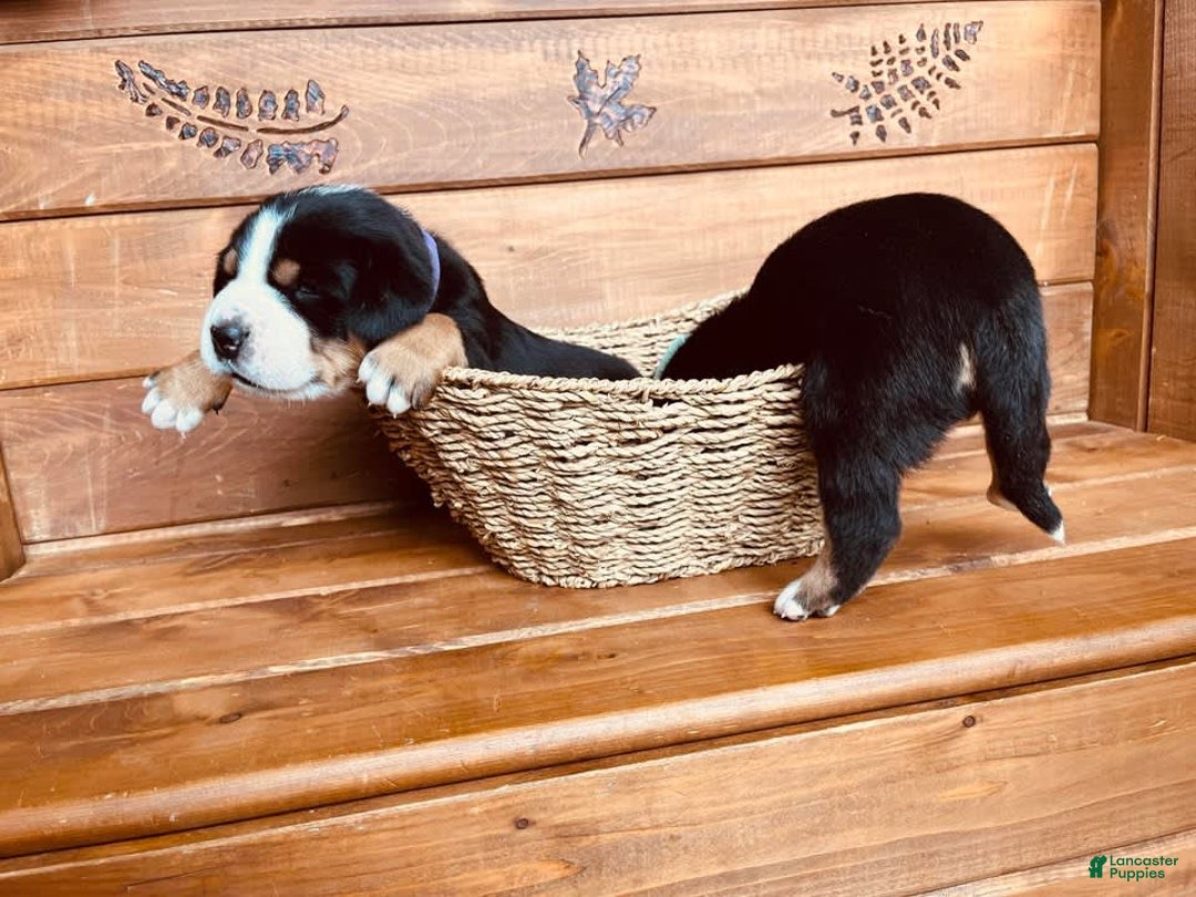 Greater Swiss Mountain Dog dogs for sale: Miss Purple - Image 4