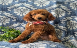 Toy Poodle dogs for sale: Duncan - Image 2
